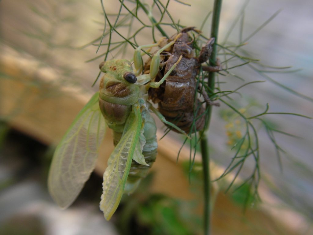 L’attribut alt de cette image est vide, son nom de fichier est 2012-Naissance-cigale_17-1024x768.jpg.