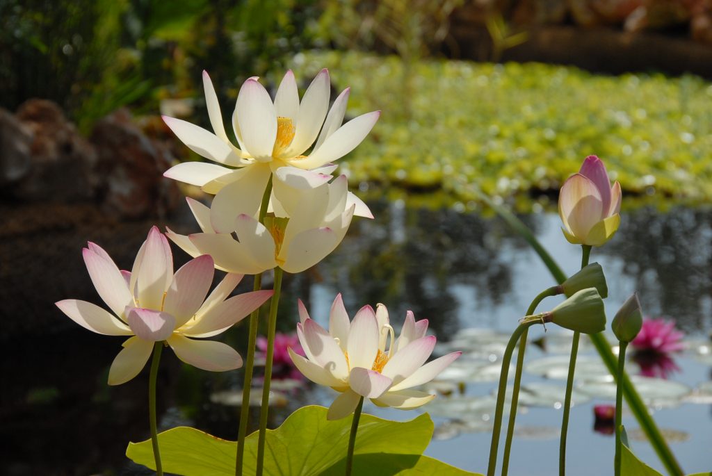 L’attribut alt de cette image est vide, son nom de fichier est BAB_0011-1024x685.jpg.