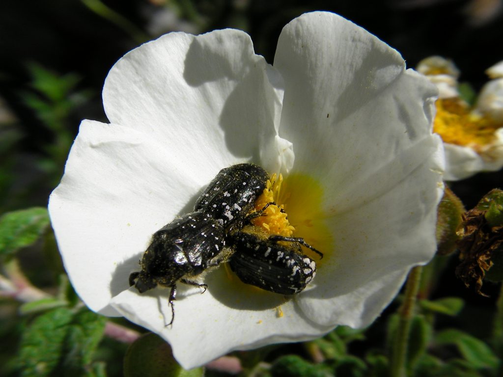 L’attribut alt de cette image est vide, son nom de fichier est COLEOPTERE-Cetoine-Oxythyrea-funesta-Drap-mortuaire-dans-Cistus-salviifolius-1024x768.jpg.