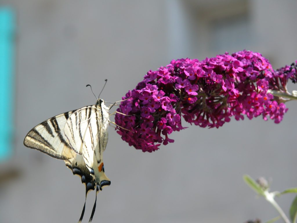 L’attribut alt de cette image est vide, son nom de fichier est DSCN8233-1024x768.jpg.