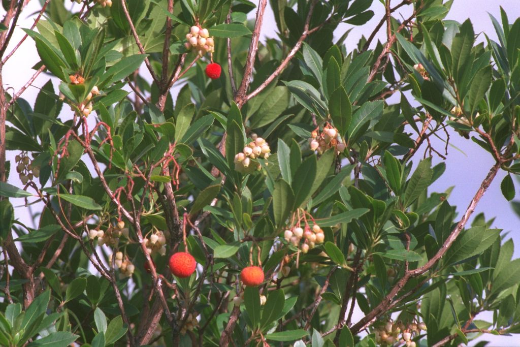 L’attribut alt de cette image est vide, son nom de fichier est IMG0042-1024x683.jpg.