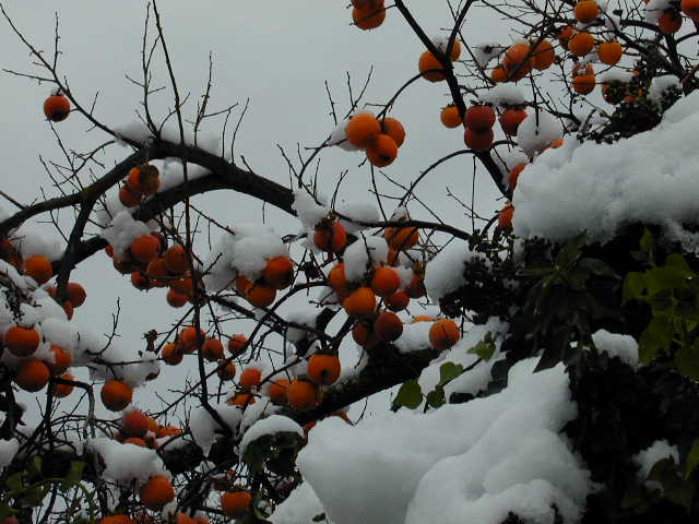 L’attribut alt de cette image est vide, son nom de fichier est Kaki-a-Signes.jpg.