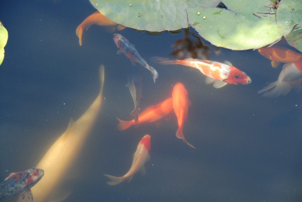 L’attribut alt de cette image est vide, son nom de fichier est bassin7-1024x685.jpg.