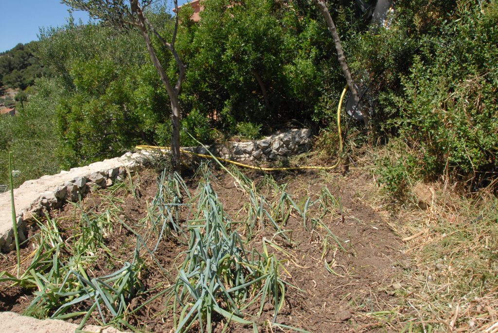 L’attribut alt de cette image est vide, son nom de fichier est potager3-1024x685.jpg.